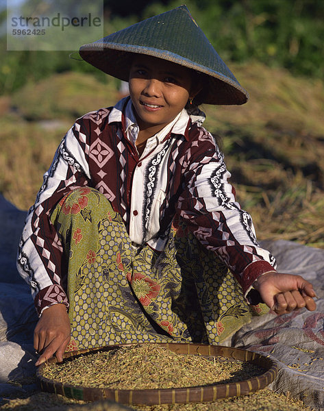Ernte Verarbeitung  Lombok  Indonesien  Südostasien  Asien