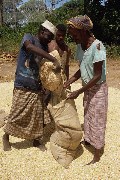 Lokal angebauten Mais  Merka  Somalia  Afrika