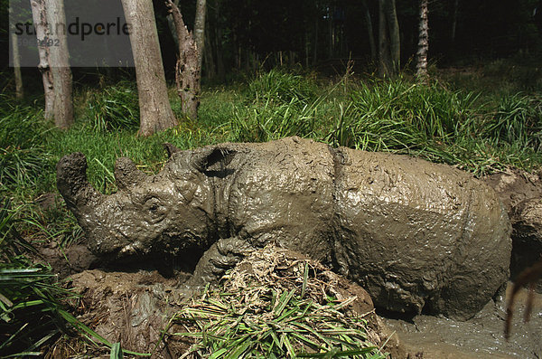 Männlich Torgamba  behaarte Nashorn (Sumatra-Nashorn)  in der Nähe von ausgestorben wie nur 500 Links  Erhaltungszucht-Programm  Port Lympne Zoo  Kent  England  Vereinigtes Königreich  Europa