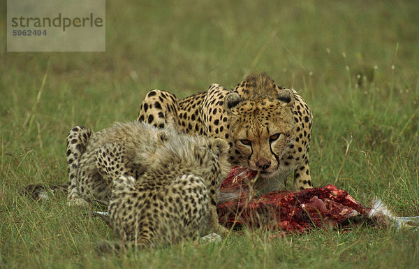 Gepard (Acinonyx Jubatus)  mit Cubs und Beute  Masai Mara  Kenia  Ostafrika  Afrika