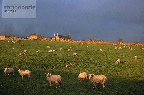 Herde von Schafen und Bauernhaus in schottischen Landschaft  Schottland  Vereinigtes Königreich  Europa