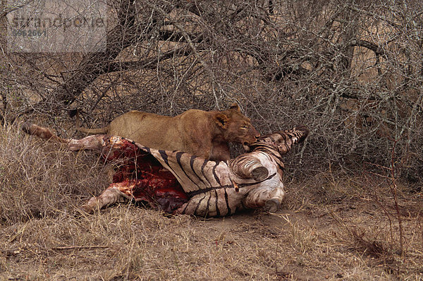 Löwe (Panthera Leo) mit Beute  Krügerpark  Südafrika  Afrika