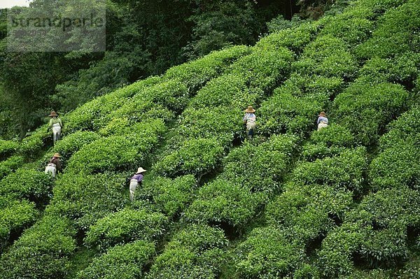 Tee Kommissionierer am Sungai Palas Estate  Cameron Highlands  Perak  Malaysia  Südostasien  Asien