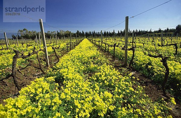 Frühlingsblumen in einem Weinberg in der Nähe von Milazzo an der Nord-Ostküste  Sizilien  Italien  Europa