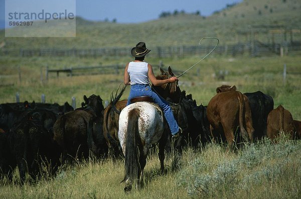 Cowgirl Fahrt Rinder vom Highway 89  Park County  Montana  Vereinigte Staaten von Amerika  Nordamerika