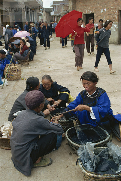 Indigo für Verkauf auf dem Markt in der Nähe von Sandu  Guizhou  China  Asien