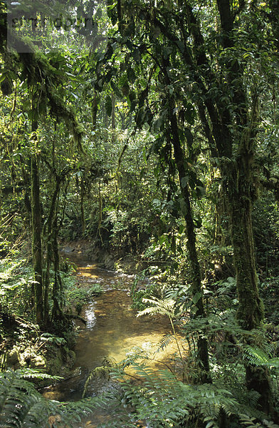 Dichten Regenwald mit Farnen und Moosen neben einem Strom  Uganda  Ostafrika  Afrika