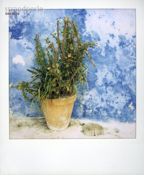 Polaroid von Blumentopf gegen Bluewashed Wand  Kasbah des Oudayas  Rabat  Marokko  Nordafrika  Afrika