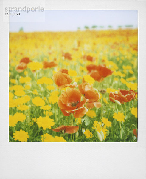 Polaroid des Feldes der Mohn und gelbe Wildblumen  in der Nähe von Fez  Marokko  Nordafrika  Afrika