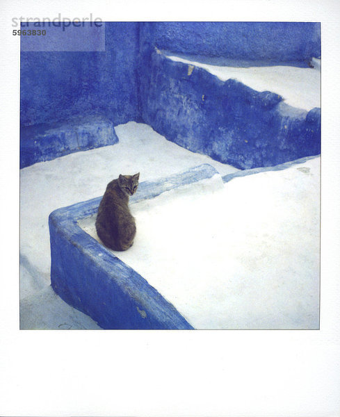 Polaroid einer Katze sitzt auf schöngefärbt Pfad  Chefchaouen  Marokko  Nordafrika  Afrika