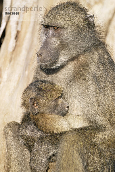 Bärenpavian (Papio Cynocephalus) mit jungen  Krüger Nationalpark  Südafrika  Afrika