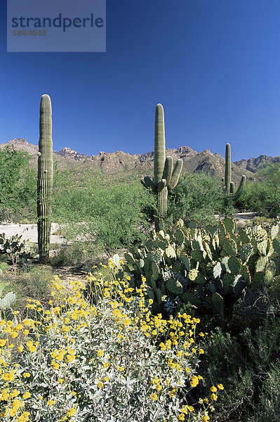 Hohe Saguaro Kakteen (Cereus Giganteus) in Wüste Landschaft  Sabino Canyon  Tucson  Arizona  Vereinigte Staaten von Amerika  Nordamerika