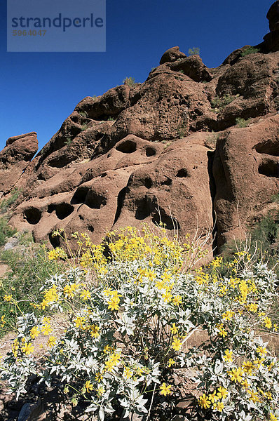 Wüste Fauna unter Camelback Mountain  Echo Canyon Recreation Area  Scottsdale  Phoenix  Arizona  Vereinigte Staaten von Amerika  Nordamerika