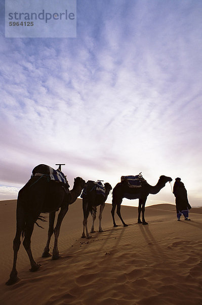 Daisies Kamel Führer mit drei Kamele im Erg Chebbi Sand Meer  die Wüste Sahara  in der Nähe von Merzouga  Marokko  Nordafrika  Afrika