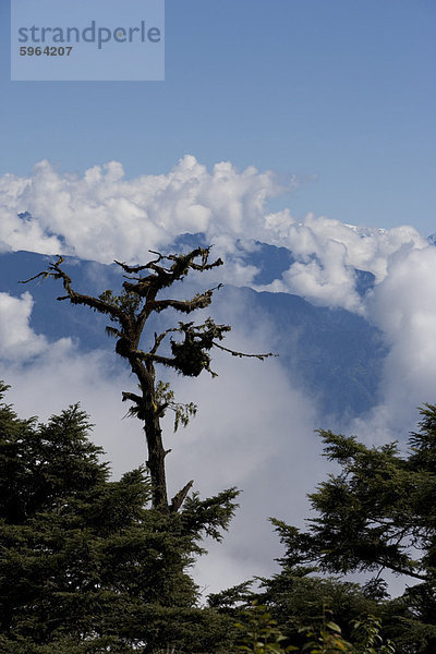 Bäume und Himalaya  Bhutan  Asien