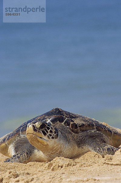 Wasserschildkröte Schildkröte hoch oben nahe Strand grün Meer Südostasien aussteigen Asien Thailand