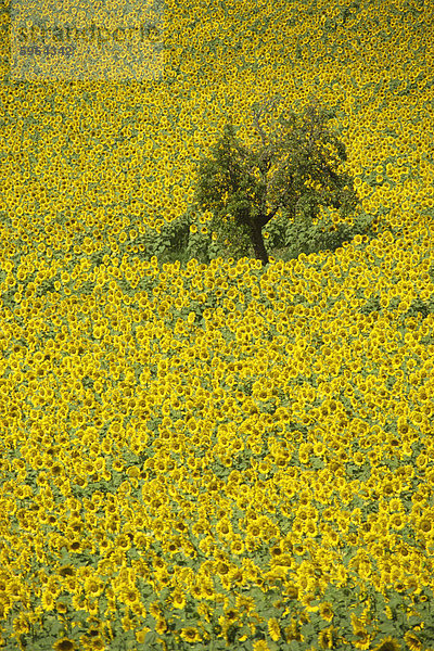 Erhöhte Ansicht eines Feldes von Sonnenblumen  Gascoigne (Gascogne) in den Midi-Pyrenäen  Frankreich  Europa