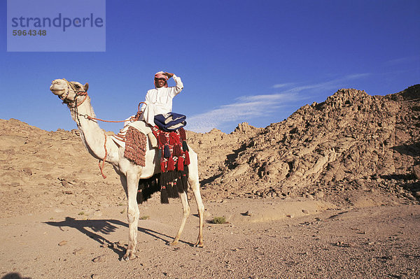Beduinen und Kamel  Sinai  Ägypten  Nordafrika  Afrika