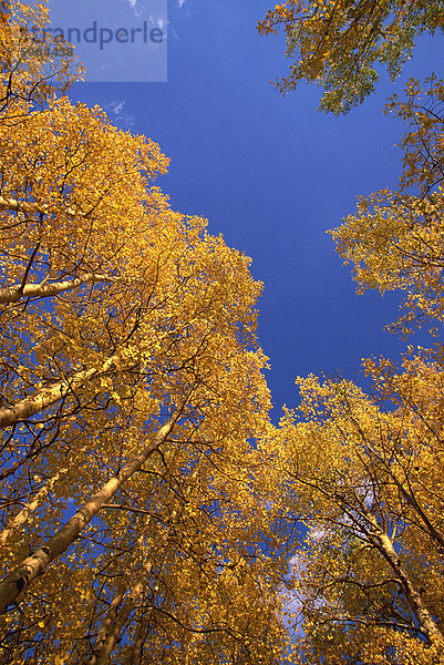 Gelbe Espen im Herbst  Colorado  Vereinigte Staaten von Amerika  Nordamerika