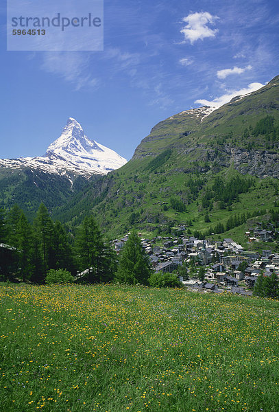 Wilde Blumen auf einer Wiese mit der Stadt von Zermatt und das Matterhorn hinter  in der Schweiz  Europa