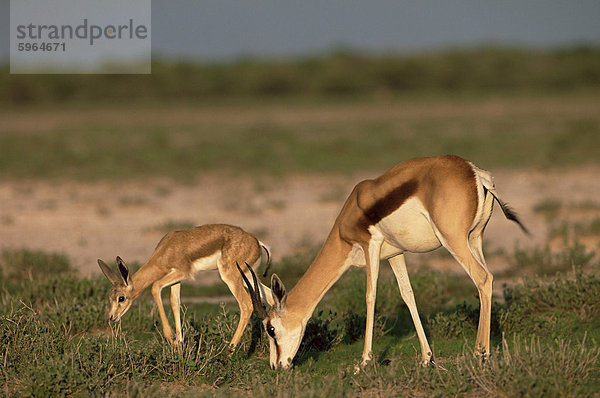 Springbokwith Lamm (Antidorcas Marsupialis)  Etosha Nationalpark  Namibia  Afrika