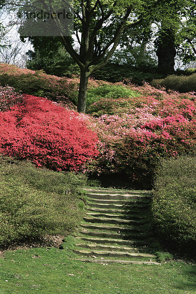Azaleen blühen  Valley Gardens  Windsor Great Park  Surrey  England  Vereinigtes Königreich  Europa