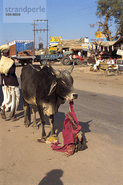 Kuh Essen alte Lappen in einer kleinen Stadt in der Nähe von Jodhpur  Rajasthan  Indien  Asien