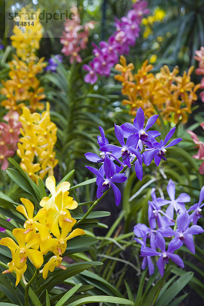 gebräunt braun Blume lila Close-up Garten Südostasien Botanik Asien Orchidee Singapur