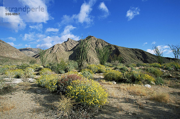 Brittlebushes mit den Bergen hinter  Sonora-Wüste  Anza-Borrego Desert State Park  California  Vereinigte Staaten von Amerika  Nordamerika