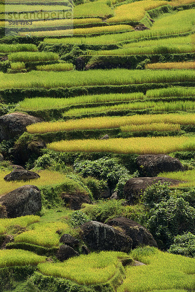 Agrarlandschaft Reis Felder und Terrassen  Toraja-Gebiet  Insel Sulawesi  Indonesien  Südostasien  Asien