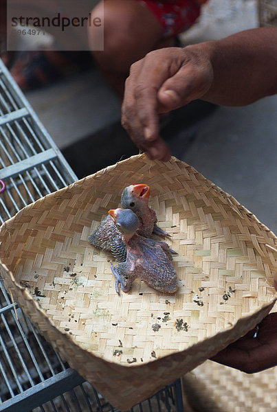 Nahaufnahme der kleinen Vögel zu verkaufen in der Vogelmarkt in Jogjakarta  Java  Indonesien  Südostasien  Asien