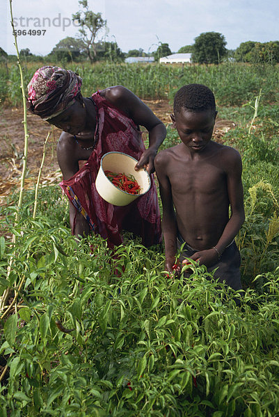 Porträt einer Frau und Knabe outdoors in einem Feld  Ernten Chilischoten  Gambia  Westafrika  Afrika