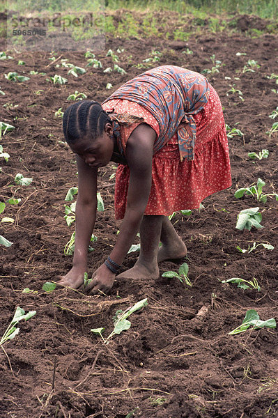 Porträt einer jungen Frau bücken  arbeiten in Feld  Pflanzung  Tansania  Ostafrika  Afrika