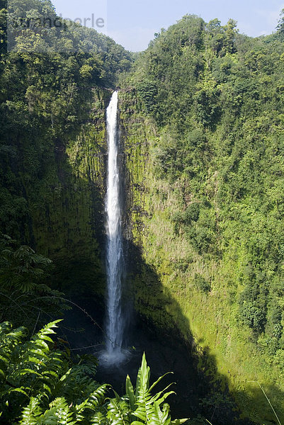 Akaka Falls  die Insel Hawaii (große Insel)  Hawaii  USA  Nordamerika