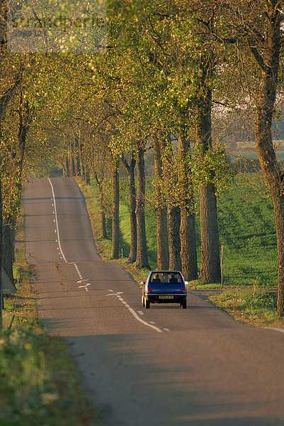 Auto auf einem Baum gesäumten ländlichen Straße in Frankreich  Europa