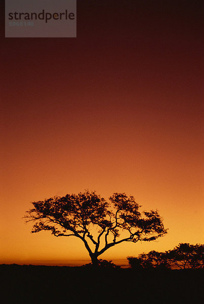 Einzigen Baum silhouetted gegen eine rote Sonnenuntergang Himmel am Abend  Krüger Nationalpark  Südafrika  Afrika