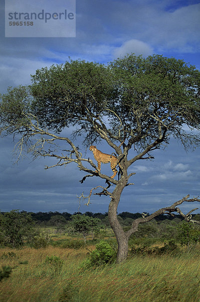 Gepard in einem Baum  Krüger Nationalpark  Südafrika  Afrika