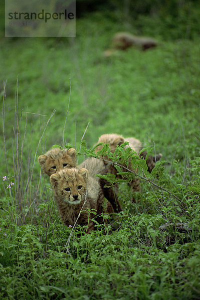 Eine kleine Gruppe von Gepard Jungtiere  Krüger Nationalpark  Südafrika  Afrika