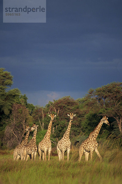 Kleine Gruppe von südlichen Giraffe (Giraffa Camelopardalis)  Okavango Delta  Botswana  Afrika