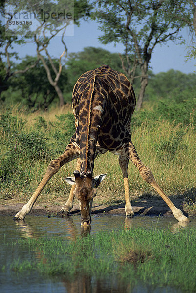 Nahaufnahme einer einzigen südlichen Giraffe (Giraffa Camelopardalis)  bücken  trinken  Krüger Nationalpark  Südafrika  Afrika