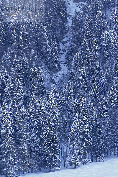 Luftaufnahme über Wald bedeckt  im Schnee  Hoch y Brigg  Schweiz  Europa