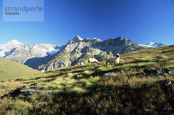 Blick auf den Ober Gabelhorn  Schafe im Vordergrund  Zermatt  Wallis  Schweiz  Europa