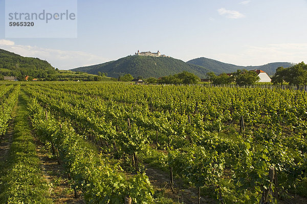 Weinberge und das Stift Gottfried  Krems  Wachau  Österreich  Europa