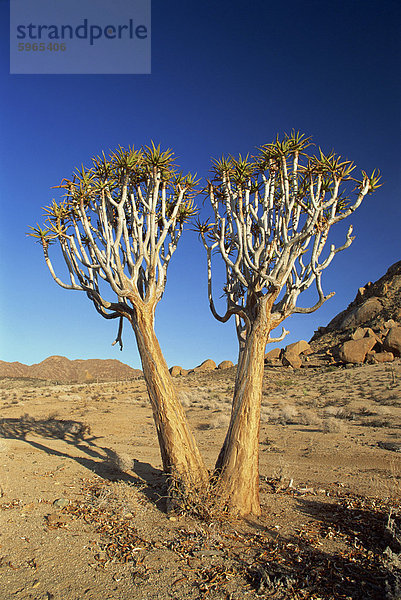 Köcher Bäume  Richtersveld  Nord-Kap-Provinz  Südafrika  Afrika