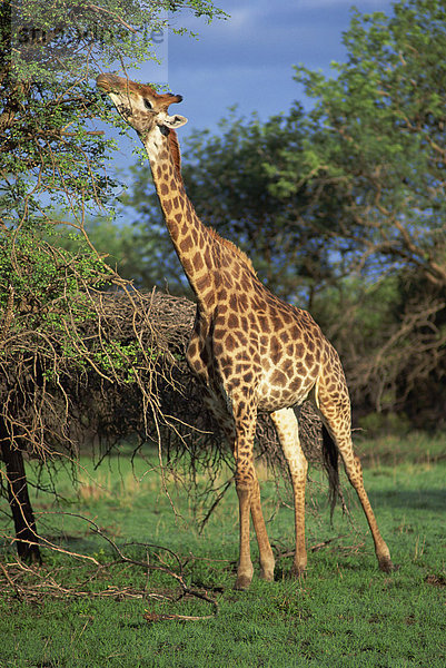 Giraffe Beweidung  Südafrika  Afrika