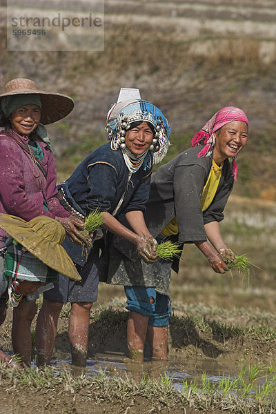 Akha Damen im Reisfeld in der Nähe von Kengtung (Kyaing Tong)  Shan State  Myanmar (Birma)  Wan Sai Village (Aku-Stamm)  Asien