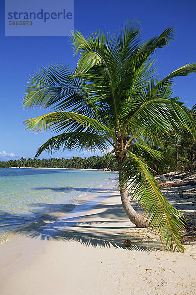 Palme am tropischen Strand von Bavaro  Dominikanische Republik  Karibik  Karibik  Mittelamerika