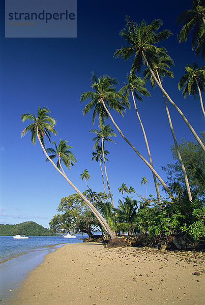 Palme gesäumten Strand auf Matangi Island  mit Qamea Insel hinter  Fidschi  Pazifische Inseln  Pazifik