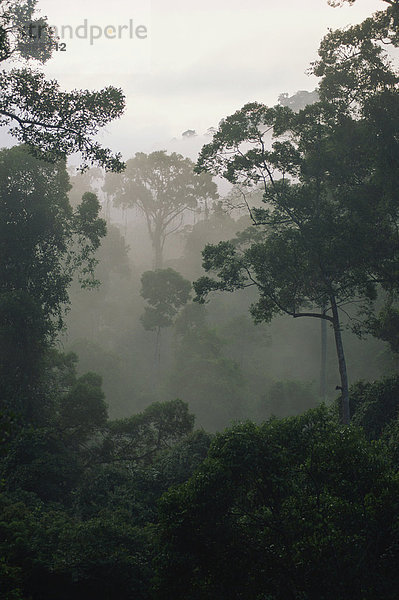 Dawn Nebel in den jungfräulichen Dipterocarp Regenwald  Danum Valley  Sabah  Malaysia  Borneo  Südostasien  Asien