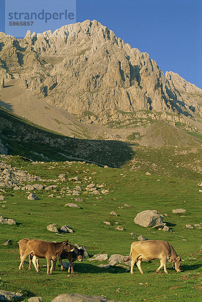 Rinder auf hohe Weide im Zentralstock des Gebirges Picos de Europa in Kantabrien  Spanien  Europa